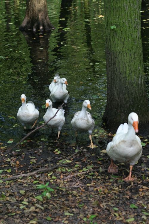 geese flock nature