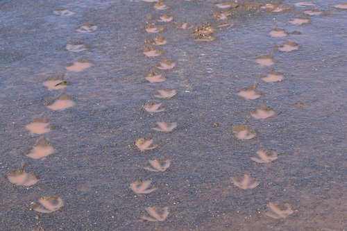 geese  footprints  mud