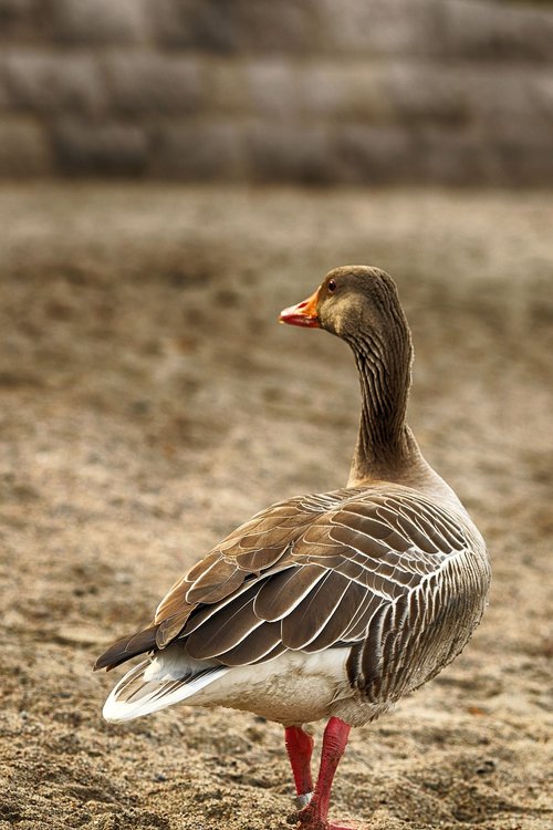 geese  nature  bird