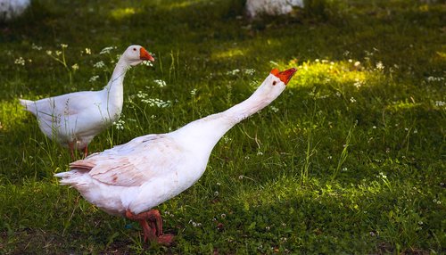 geese  birds  goose
