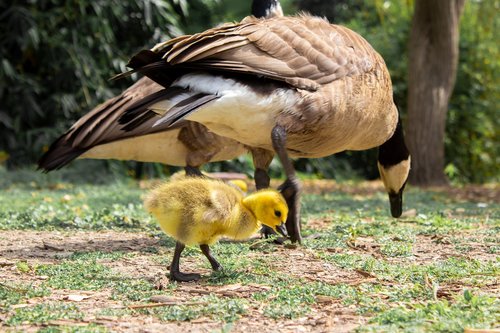 geese  baby  adults
