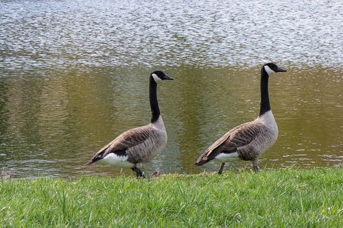 geese  canada geese  birds