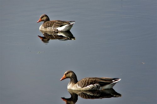geese  birds  float