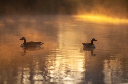 geese  waterfowl  sunrise