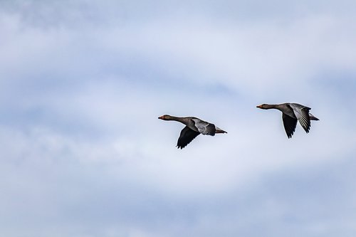 geese  flying  sky