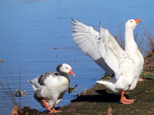 geese  birds  lake
