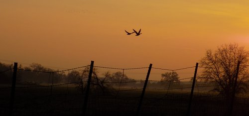 geese  sunset  flight