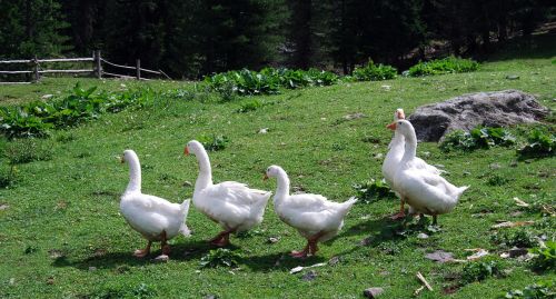 geese white prato