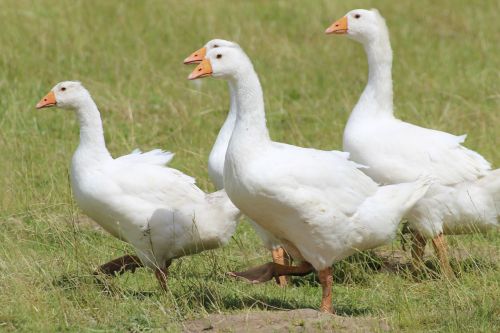 geese domestic goose white
