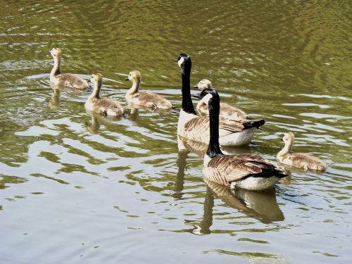 geese young cute