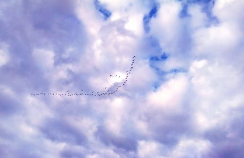 geese sky clouds