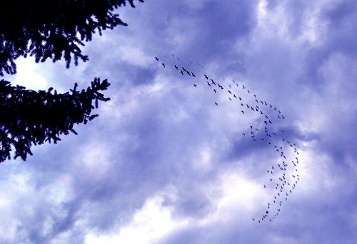 geese canada geese flock