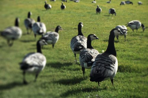 geese field a flock of