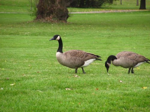 geese birds nature