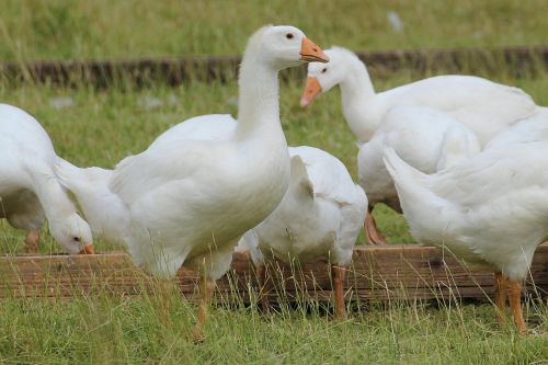 geese domestic goose white