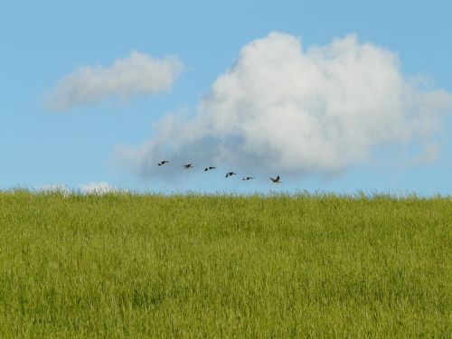 geese migratory birds fly
