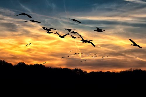 geese sunset bright