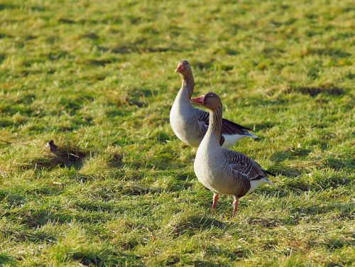 geese meadow pomeranian geese