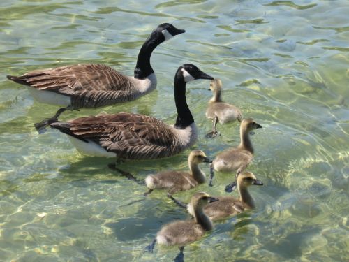 geese canadian swimming