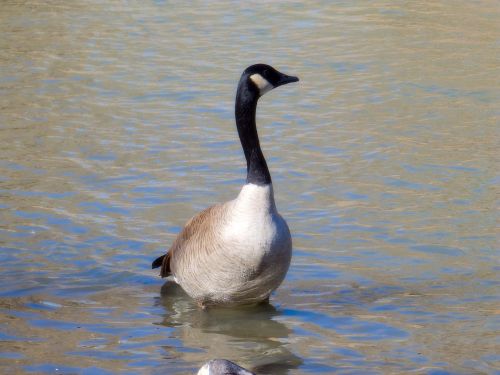 geese goose bird