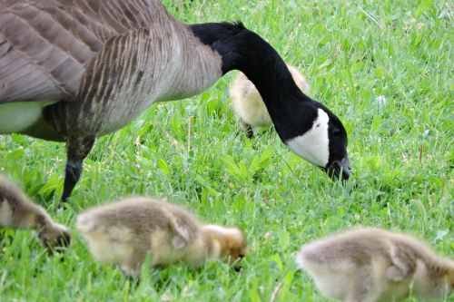 geese baby goose goose