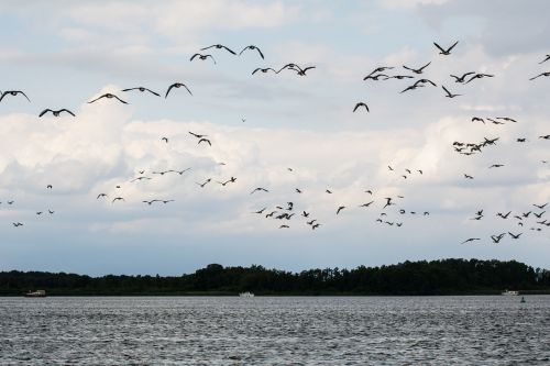 geese lake birds