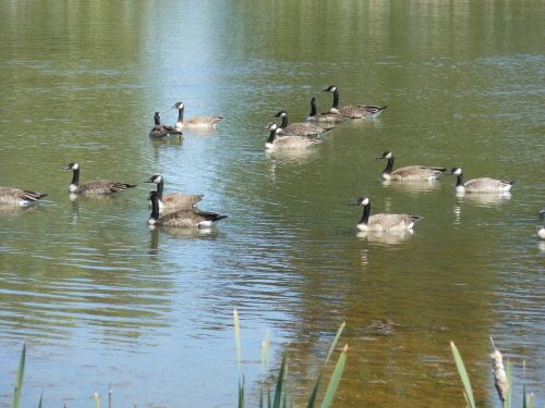 geese pen birds