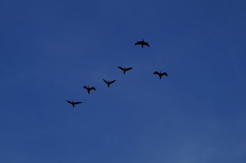 geese formation wild geese