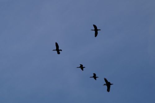 geese formation wild geese