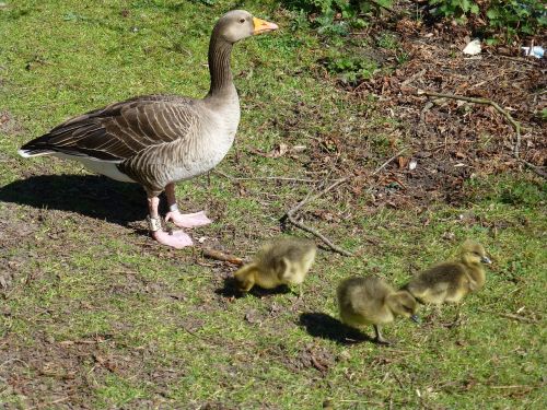 geese goslings waterfowl