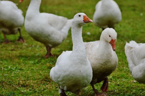 geese white cute