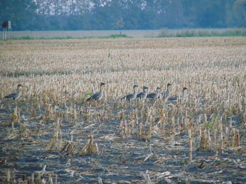 geese animals nature