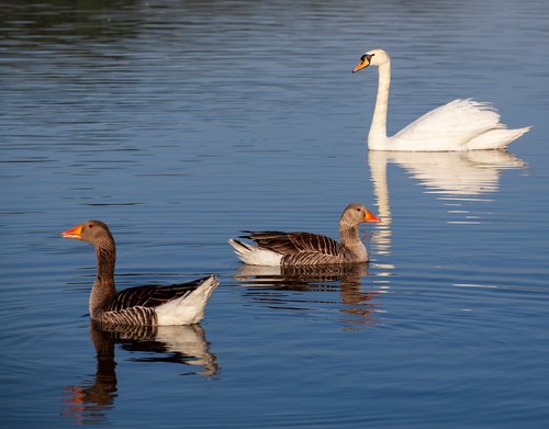 geese and swan  geese  swan