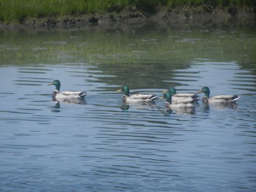 Geese At The Lake