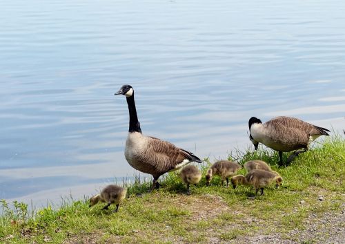 Geese By Lake