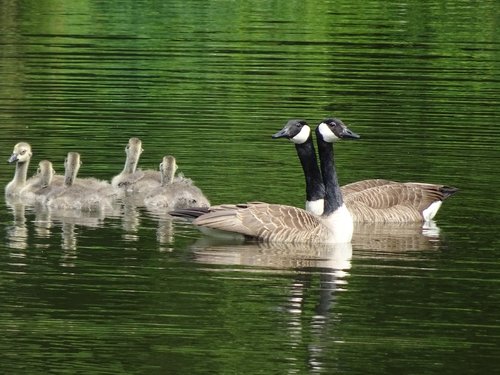 geese canada geese  goslings  pond