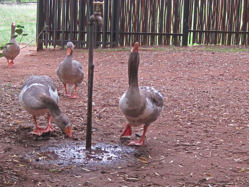 Geese Drinking Water