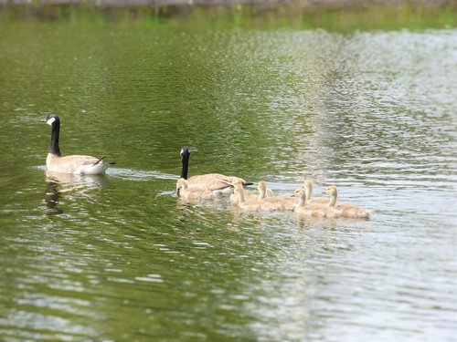geese family  swimming  pond