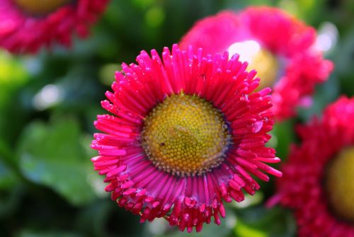 geese flower daisy pomponette red