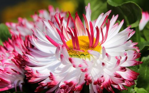 geese flower daisy pomponette red