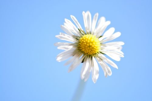 geese flower yellow daisy