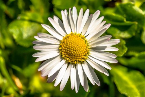 geese flower daisy bellis philosophy