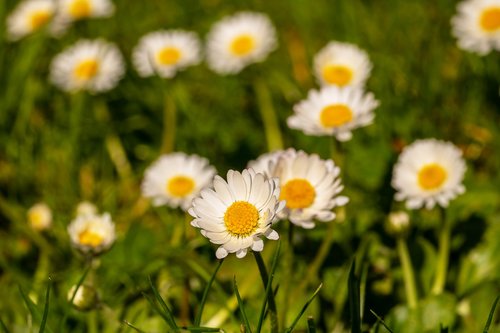 geese flower  daisy  bellis philosophy