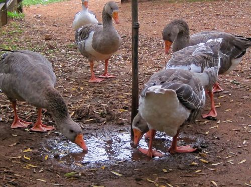 Geese Gathered Around A Water Tap