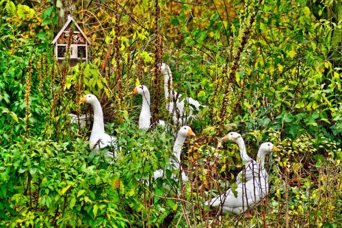 geese group nature summer