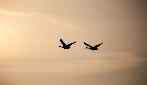 geese in flight  sunrise  geese