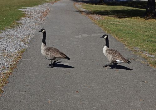 geese marching canada goose waterfowl bird