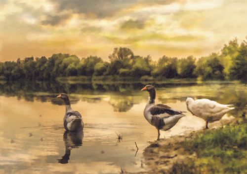 Geese On Lake