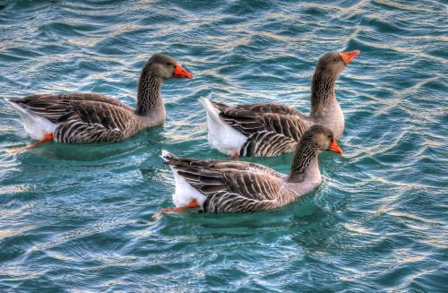 Geese Swimming