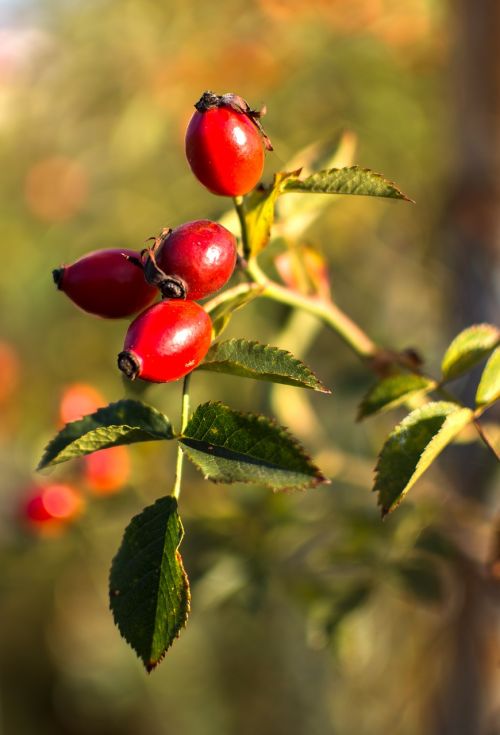 nature hip red